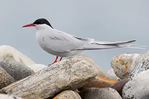 Nature Images Prints: Arctic Tern