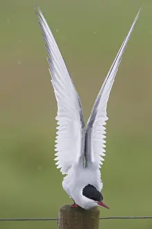 Wildlife Animals Prints: Arctic Tern