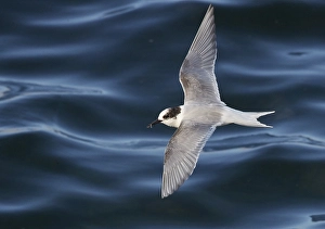 Wildlife In Iceland Prints: Arctic Tern, Sterna paradisaea