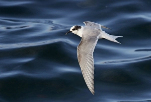 Wildlife In Iceland Prints: Arctic Tern, Sterna paradisaea