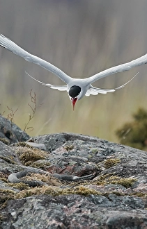 Sterna Paradisaea Images Prints: Arctic Tern, Sterna paradisaea