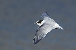 Sterna Paradisaea Images Prints: Arctic Tern, Sterna paradisaea