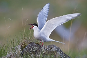 Icelandic Bird Life Prints: Arctic Tern, Sterna paradisaea