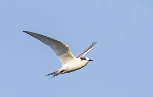 Arctic Tern In Flight Prints: Arctic Tern, Sterna paradisaea