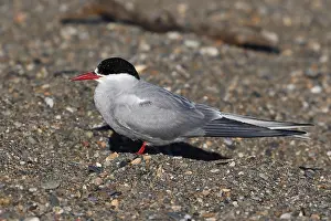 Arctic Tern Habitat Prints: Arctic Tern Sterna paradisaea