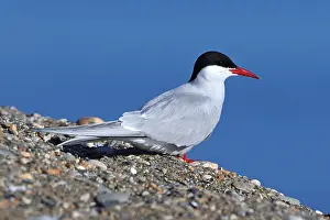 Arctic Tern Habitat Prints: Arctic Tern Sterna paradisaea