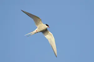 Seward Peninsula Wildlife Prints: Arctic Tern, Sterna paradisaea