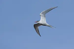 Blue Sky Nature Prints: Arctic Tern, Sterna paradisaea