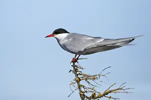 Arctic Tern Habitat Prints: Arctic Tern, Sterna paradisaea