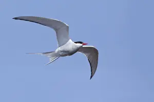 Blue Sky Wildlife Scene Prints: Arctic Tern, Sterna paradisaea