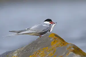Wildlife In North America Prints: Arctic Tern, Sterna paradisaea