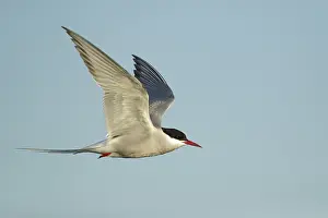 Blue Sky Wildlife Images Prints: Arctic Tern, Sterna paradisaea