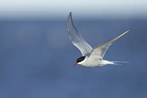 In Flight Bird Images Prints: Arctic Tern, Sterna paradisaea