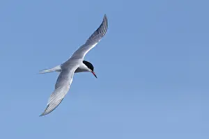 Wild Animals In Flight Prints: Arctic Tern, Sterna paradisaea