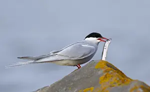 Arctic Tern Habitat Prints: Arctic Tern, Sterna paradisaea