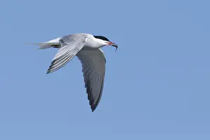 Blue Sky Backgrounds Prints: Arctic Tern, Sterna paradisaea