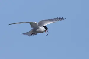 Arctic Tern In Flight Prints: Arctic Tern, Sterna paradisaea