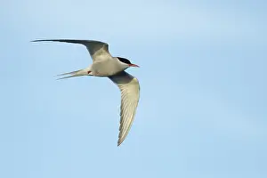 Blue Bird Species Prints: Arctic Tern, Sterna paradisaea