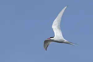 Sterna Paradisaea Images Prints: Arctic Tern, Sterna paradisaea
