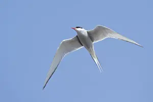 Blue Sky Birds Prints: Arctic Tern, Sterna paradisaea