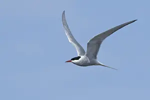 Blue Sky Wildlife Scene Prints: Arctic Tern, Sterna paradisaea