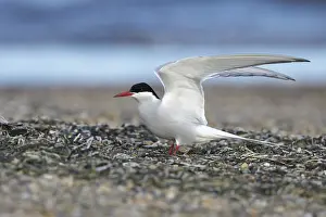 Arctic Tern Nesting Site Prints: Arctic Tern, Sterna paradisaea