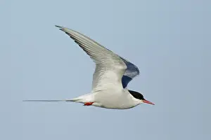 Arctic Tern In Flight Prints: Arctic Tern, Sterna paradisaea