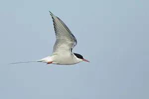 Flying Wildlife Prints: Arctic Tern, Sterna paradisaea