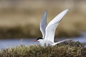 Migratory Birds Prints: Arctic Tern, Sterna paradisaea