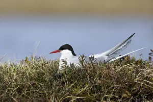 Migratory Bird Species Prints: Arctic Tern, Sterna paradisaea