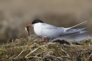 Arctic Tern Habitat Prints: Arctic Tern, Sterna paradisaea