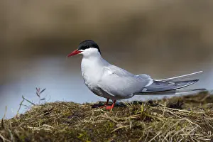 Migratory Bird Species Prints: Arctic Tern, Sterna paradisaea
