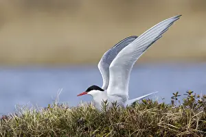 Nature Photography Canada Prints: Arctic Tern, Sterna paradisaea