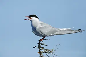Arctic Tern Habitat Prints: Arctic Tern, Sterna paradisaea