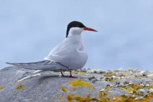 Summer Plumage Prints: Arctic Tern, Sterna paradisaea