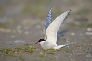 Arctic Tern Nesting Site Prints: Arctic Tern, Sterna paradisaea