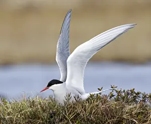 Migratory Birds Prints: Arctic Tern, Sterna paradisaea
