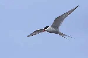 Blue Sky Bird Photos Prints: Arctic Tern, Sterna paradisaea