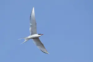 Blue Sky Wildlife Scene Prints: Arctic Tern, Sterna paradisaea