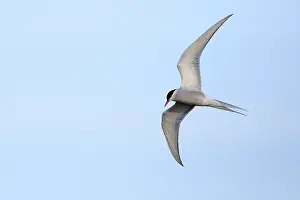 Arctic Tern Migration Prints: Arctic Tern, Sterna paradisaea