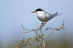 Wild Animal Photography Canada Prints: Arctic Tern, Sterna paradisaea