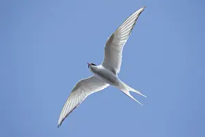Arctic Tern Migration Prints: Arctic Tern, Sterna paradisaea
