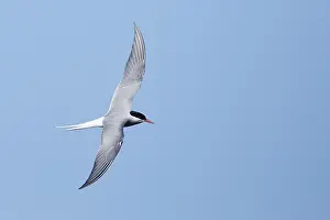 Blue Sky Wildlife Scene Prints: Arctic Tern, Sterna paradisaea