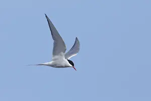 Arctic Tern In Flight Prints: Arctic Tern, Sterna paradisaea