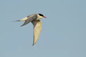 Arctic Tern In Flight Prints: Arctic Tern, Sterna paradisaea