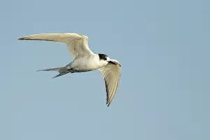 Arctic Tern In Flight Prints: Arctic Tern, Sterna paradisaea