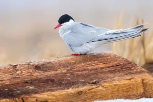 Summer Nature Photography Prints: Arctic Tern, Sterna paradisaea