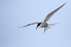 Summer Nature Scene Prints: Arctic Tern, Sterna paradisaea
