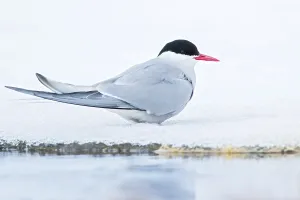 White Bird Species Prints: Arctic Tern, Sterna paradisaea