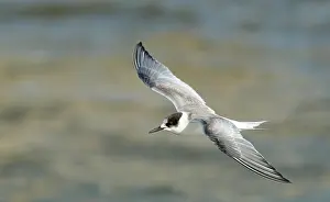 Nature Photography Netherlands Prints: Arctic Tern, Sterna paradisaea